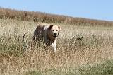 GOLDEN RETRIEVER 105